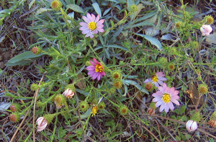 Detailed Picture 5 of Woolly Aster