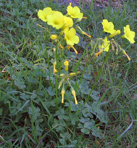 Detailed Picture 3 of Bermuda Buttercup