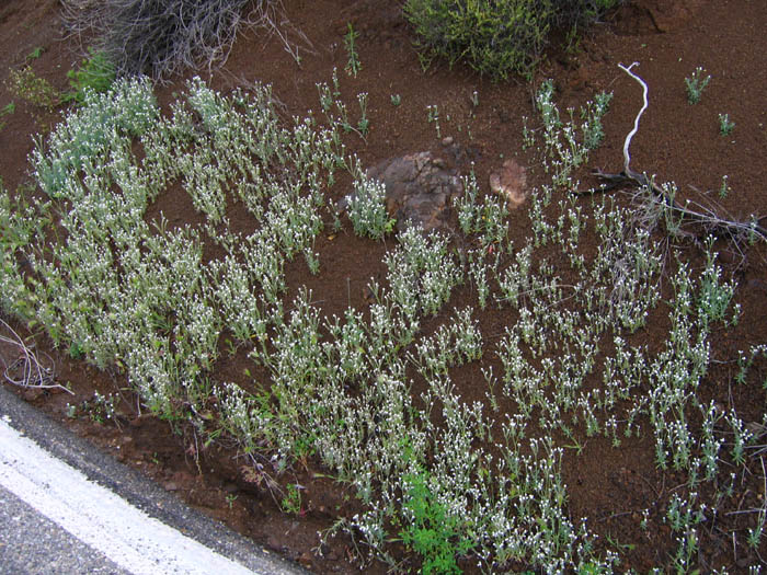 Detailed Picture 5 of Prickly Popcorn Flower