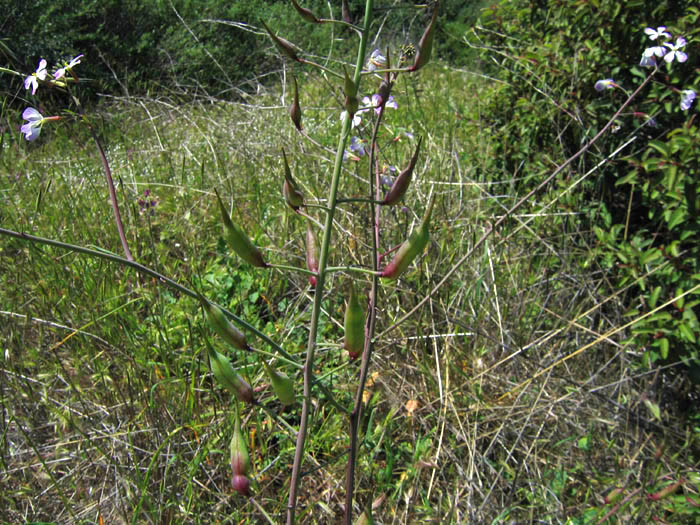 Detailed Picture 6 of Wild Radish