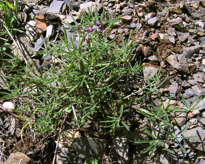 Detailed Picture 3 of Collar Lupine