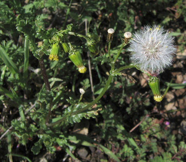 Detailed Picture 5 of Common Groundsel