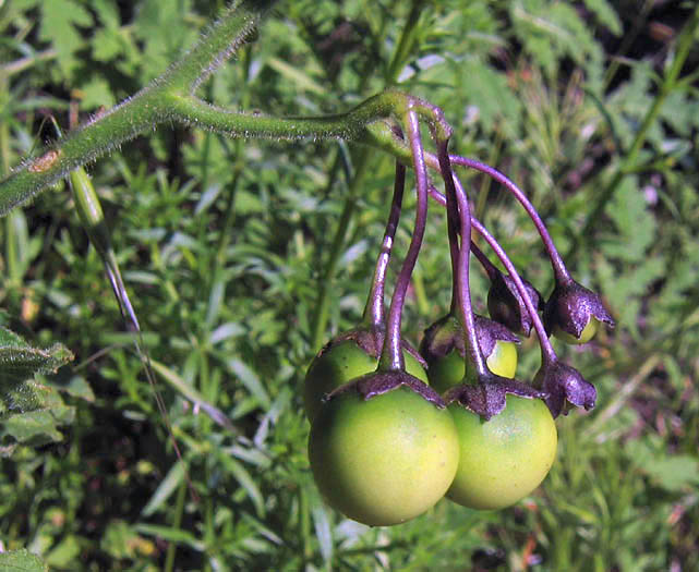 Detailed Picture 3 of Purple Nightshade