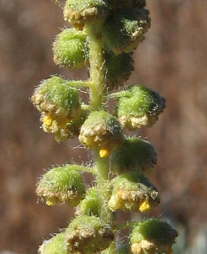 Detailed Picture 1 of Western Ragweed