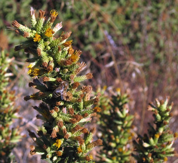 Detailed Picture 3 of Sawtooth Goldenbush