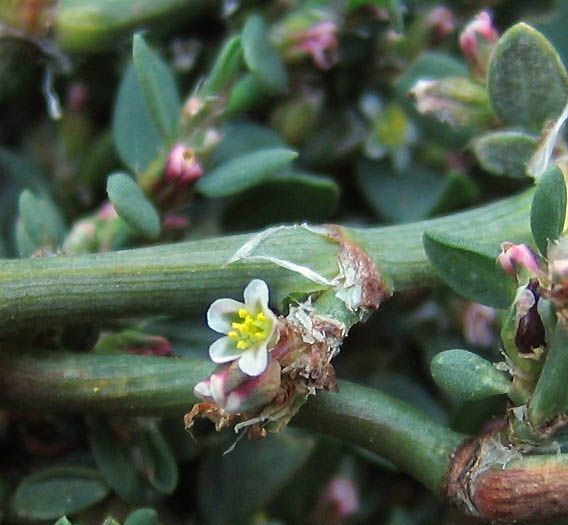 Detailed Picture 2 of Common Knotweed