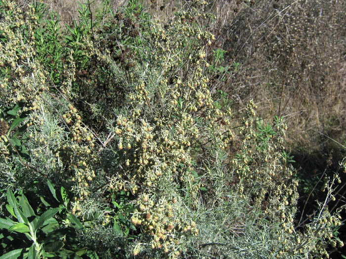 Detailed Picture 4 of California Sagebrush