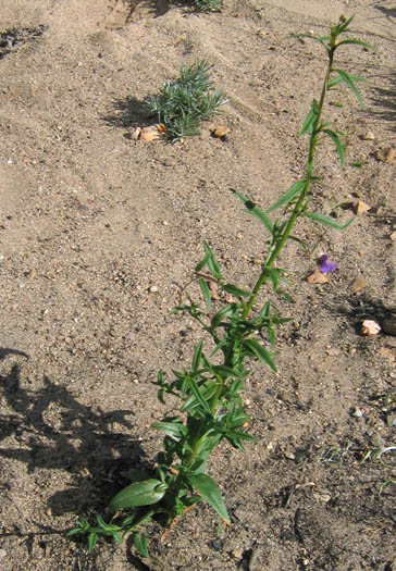 Detailed Picture 5 of Violet Snapdragon