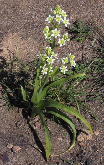 Detailed Picture 6 of Star-lily