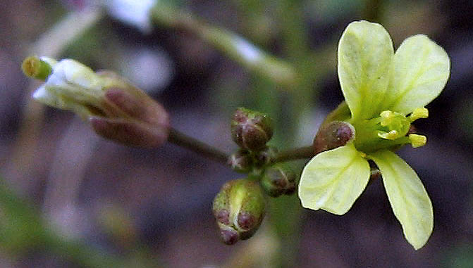 Detailed Picture 3 of Asian Mustard