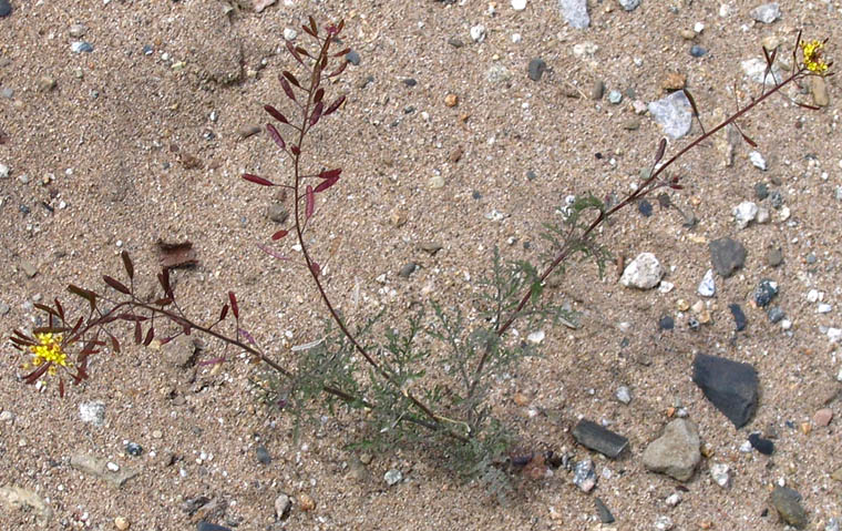 Detailed Picture 5 of Tansy Mustard