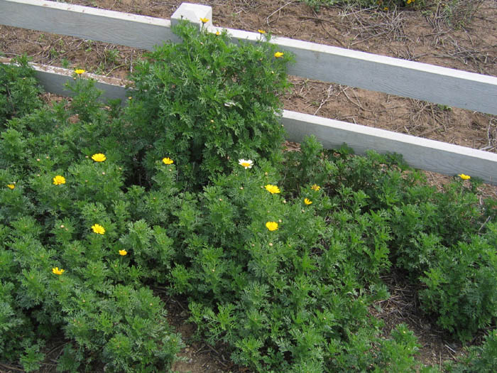 Detailed Picture 5 of Garland Chrysanthemum