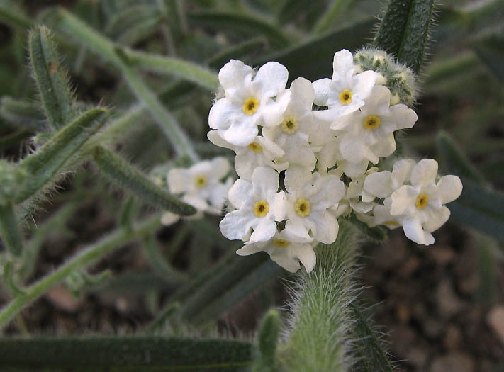 Detailed Picture 2 of Prickly Popcorn Flower