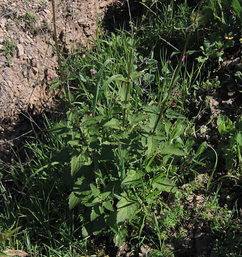 Detailed Picture 5 of California Figwort