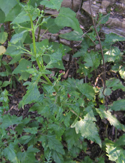 Detailed Picture 4 of California Figwort