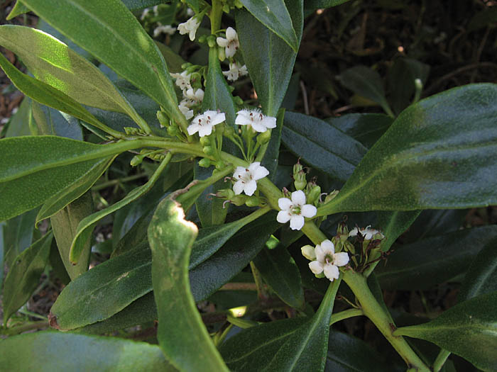 Detailed Picture 4 of Myoporum