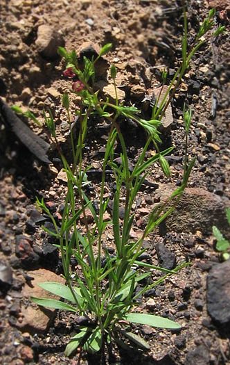 Detailed Picture 4 of Sleepy Catchfly