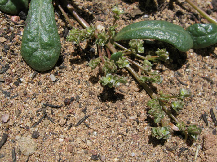 Detailed Picture 3 of Sand Cress