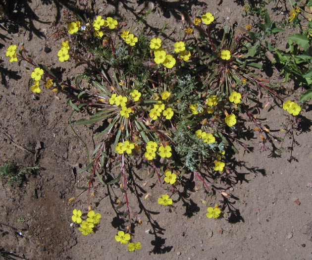 Detailed Picture 1 of California Sun-cup