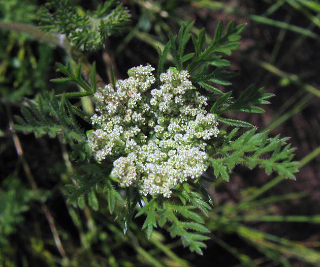 Detailed Picture 2 of Rattlesnake Weed