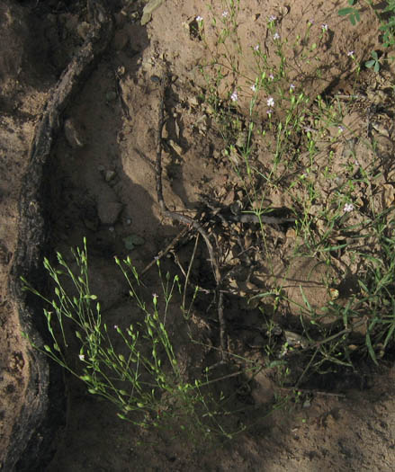 Detailed Picture 5 of Sleepy Catchfly