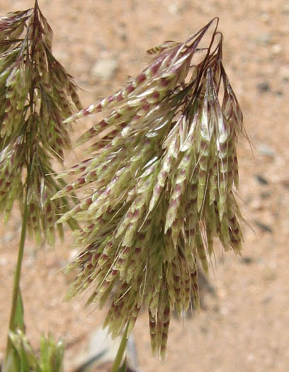 Detailed Picture 3 of Goldentop