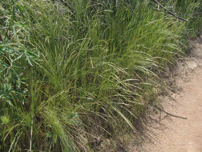 Detailed Picture 7 of Rat-tail Fescue