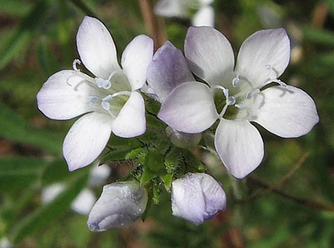 Detailed Picture 3 of Angel's Gilia