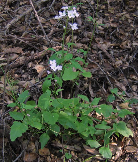 Detailed Picture 3 of Milkmaids