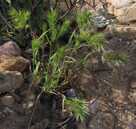 Detailed Picture 3 of Red Brome