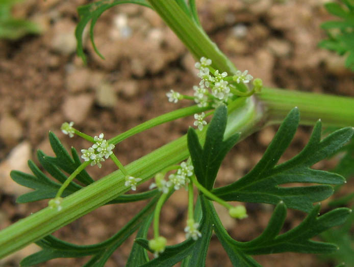 Detailed Picture 4 of Wild Celery