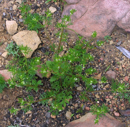 Detailed Picture 5 of Wild Celery