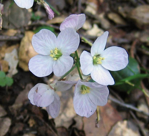 Detailed Picture 2 of Milkmaids