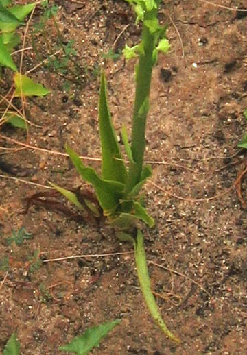 Detailed Picture 6 of Chaparral Rein Orchid