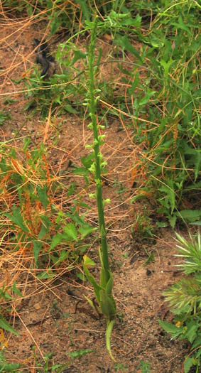 Detailed Picture 5 of Chaparral Rein Orchid