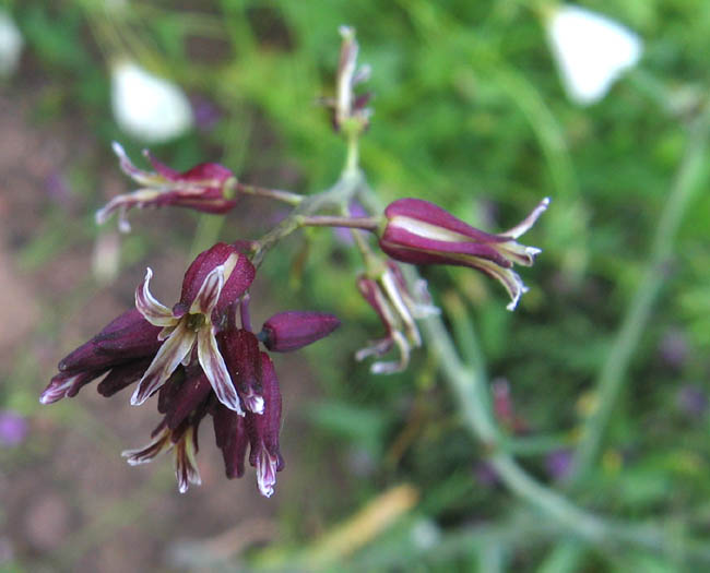 Detailed Picture 3 of Jewel Flower