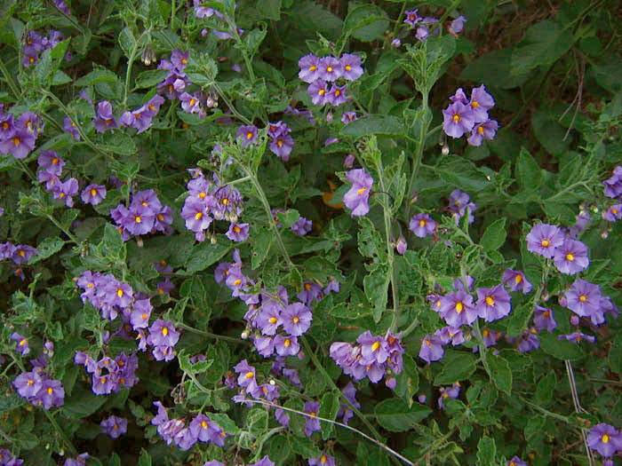 Detailed Picture 2 of Purple Nightshade