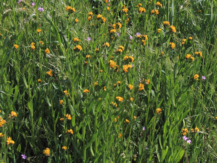 Detailed Picture 5 of Common Fiddleneck