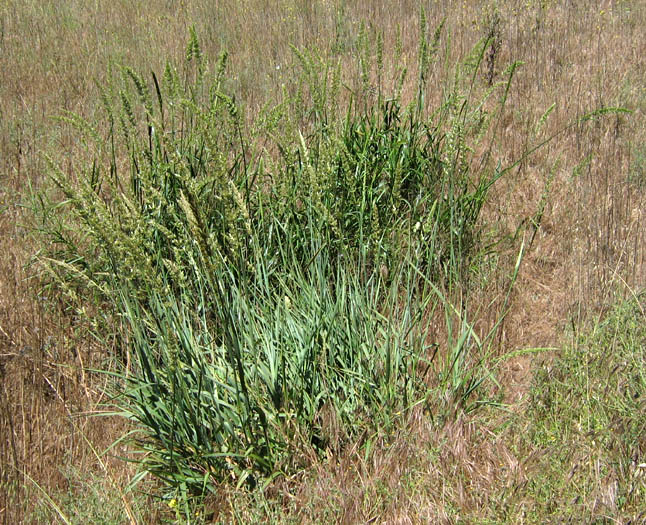 Detailed Picture 6 of Giant Wild Rye