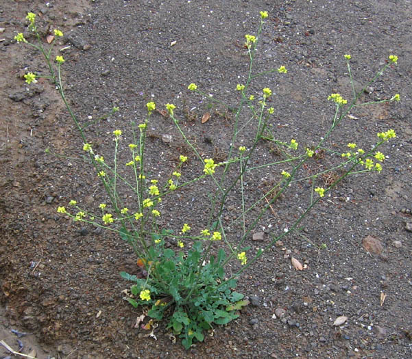 Detailed Picture 3 of Mediterranean Mustard