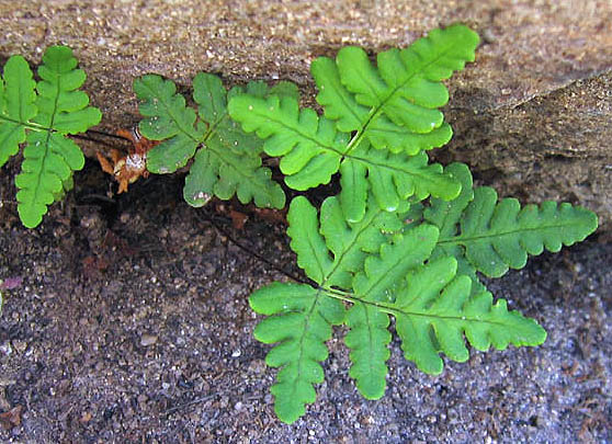 Detailed Picture 1 of Goldback Fern