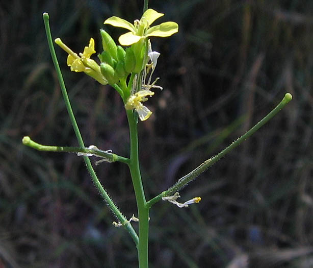 Detailed Picture 3 of Oriental Mustard