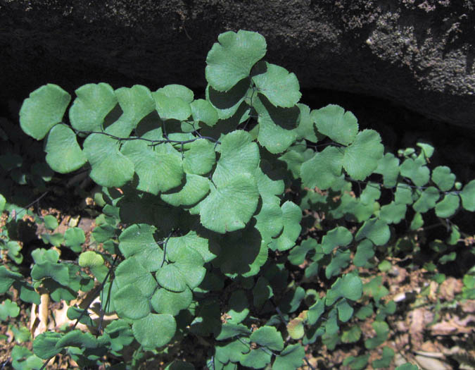 Detailed Picture 1 of Maiden-hair Fern