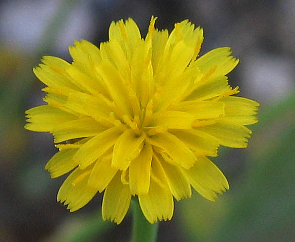 Detailed Picture 1 of Annual Cat's Ear