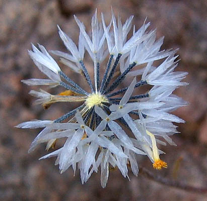 Detailed Picture 3 of Yellow Pincushion