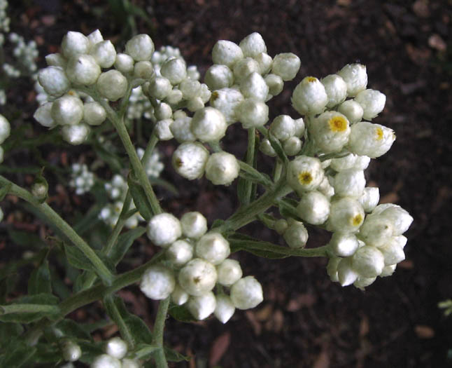 Detailed Picture 4 of California Everlasting