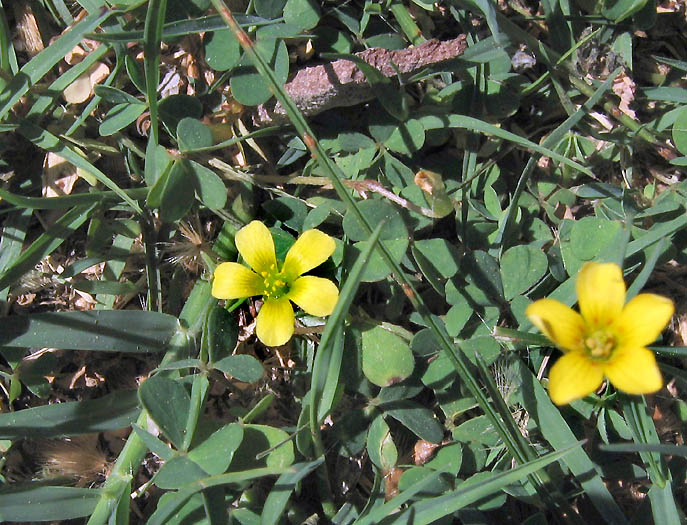 Detailed Picture 4 of Weedy Oxalis