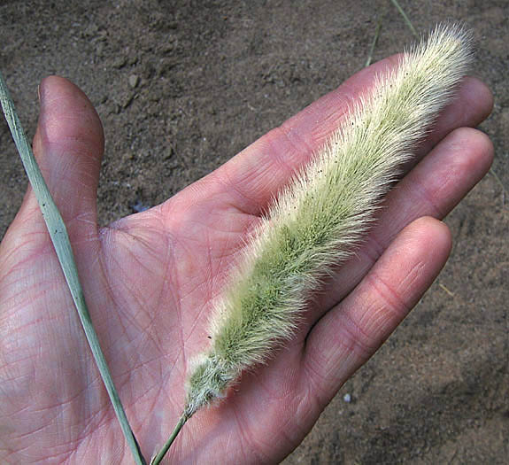 Detailed Picture 1 of Rabbitsfoot Grass