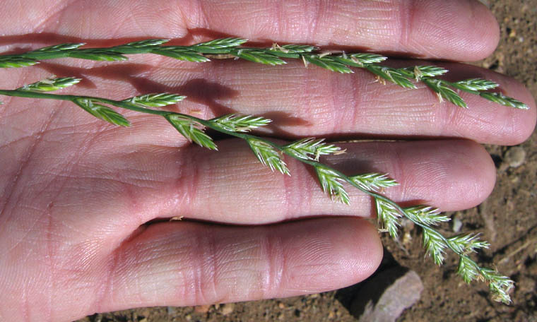 Detailed Picture 2 of Perennial Ryegrass