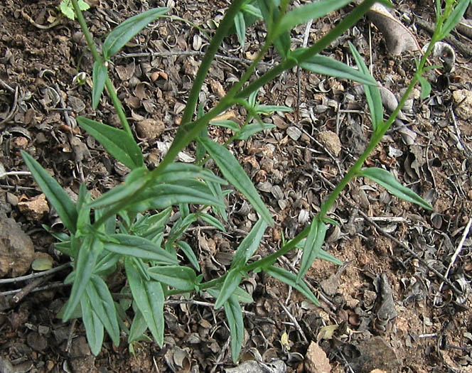 Detailed Picture 6 of Violet Snapdragon